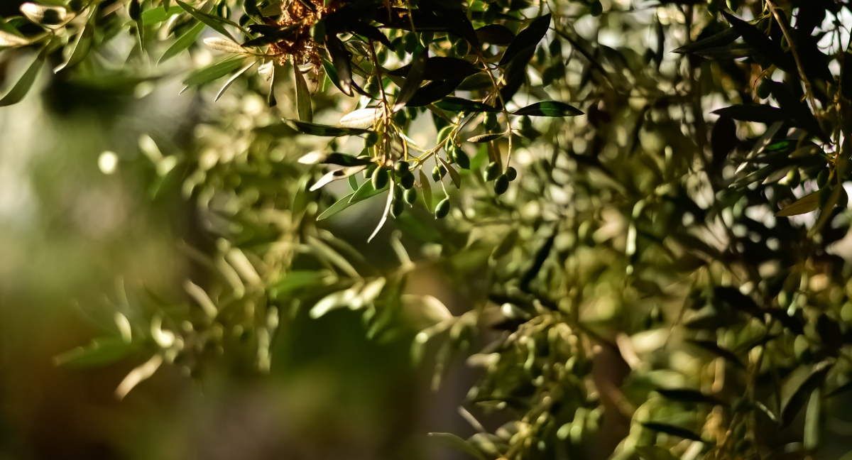 Olivensorten für Öle und Oliven